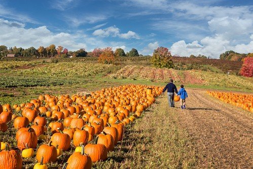 Family walking through a pumpkin patch at a fall farm